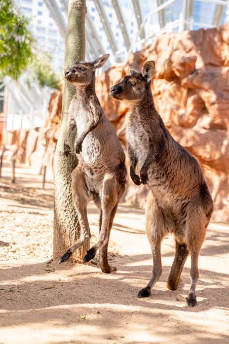 HSAC | SEALIFE Sydney Aquarium & Sydney WILDLIFE Excursion
