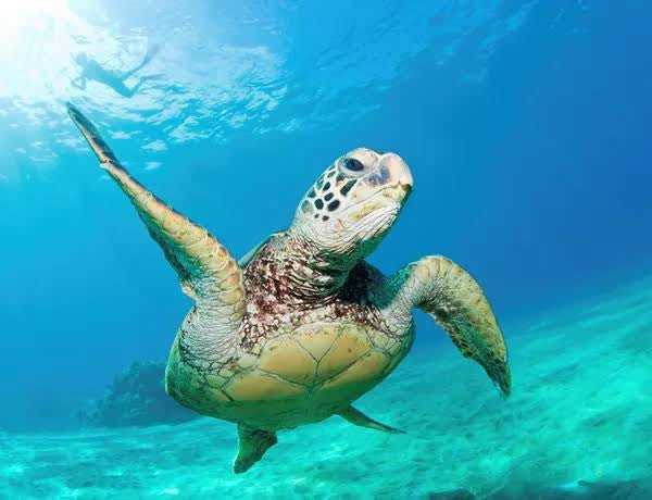 HSAC | SEALIFE Sydney Aquarium & Sydney WILDLIFE Excursion