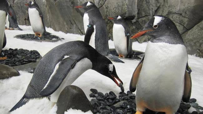 HSAC | SEALIFE Sydney Aquarium & Sydney WILDLIFE Excursion