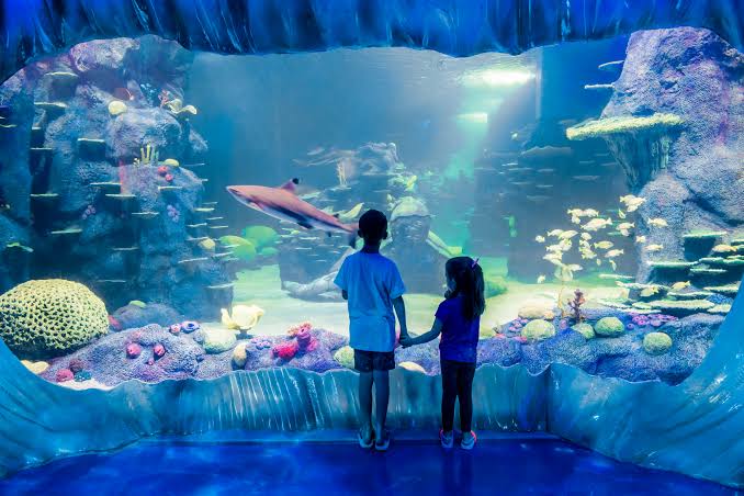 HSAC | SEALIFE Sydney Aquarium & Sydney WILDLIFE Excursion