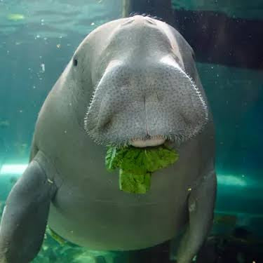 HSAC | SEALIFE Sydney Aquarium & Sydney WILDLIFE Excursion