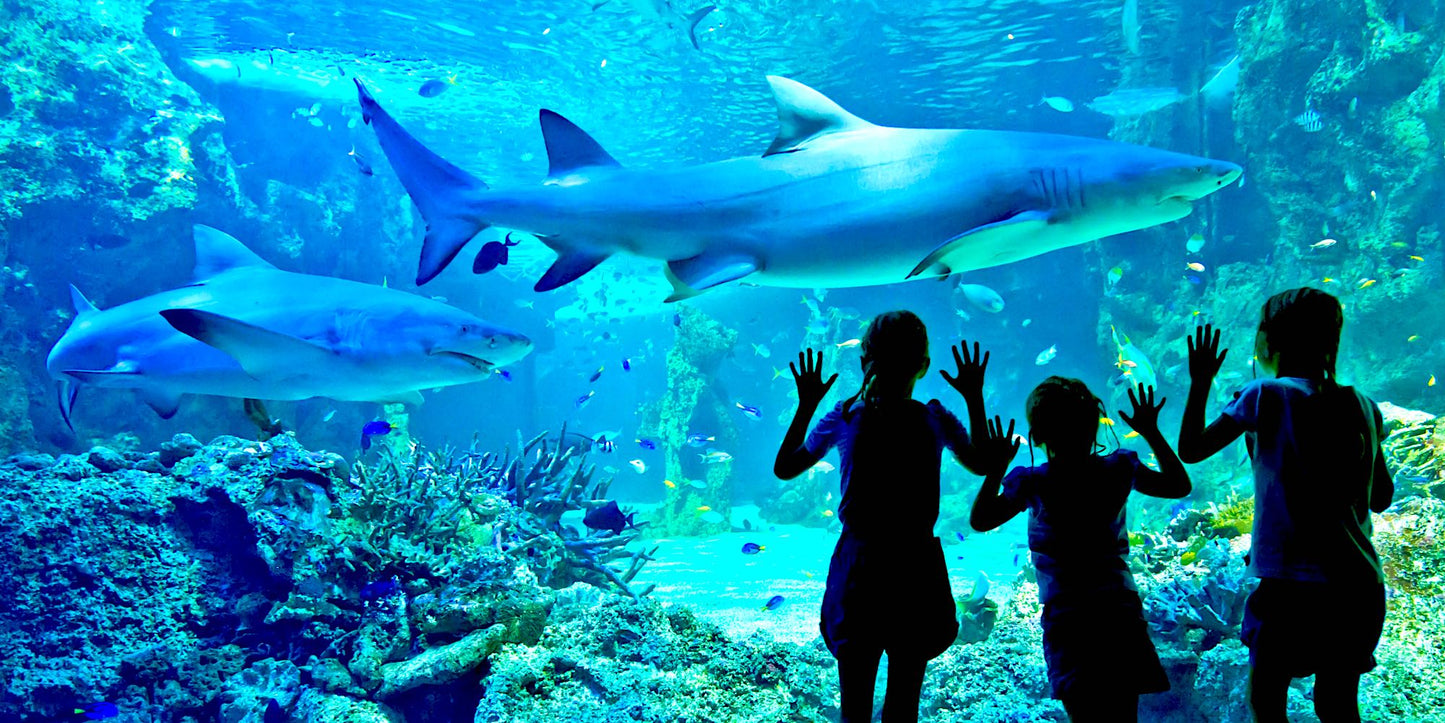 HSAC | SEALIFE Sydney Aquarium & Sydney WILDLIFE Excursion