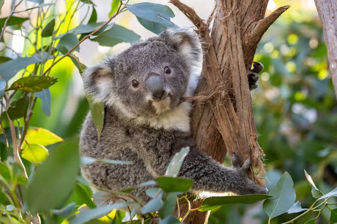 HSAC | SEALIFE Sydney Aquarium & Sydney WILDLIFE Excursion