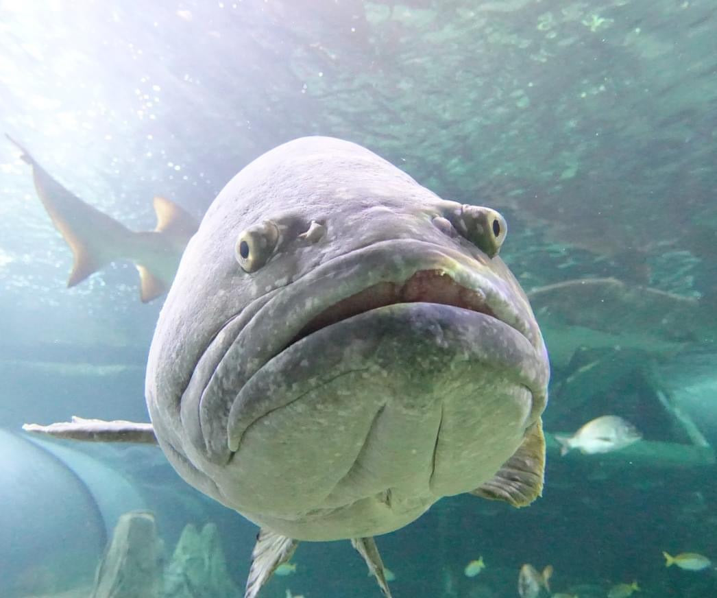 HSAC | SEALIFE Sydney Aquarium & Sydney WILDLIFE Excursion